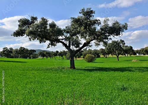 Wallpaper Mural Holm oak tree standing in green dehesa field Torontodigital.ca