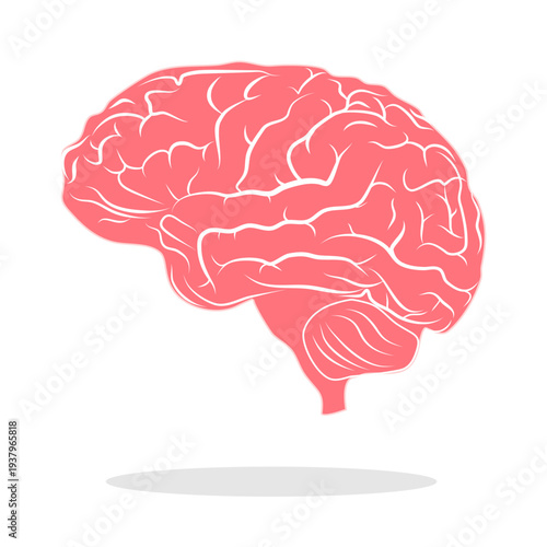 Human Brain Anatomy Pink Color Vector Illustration