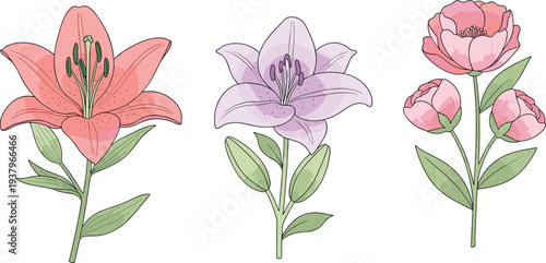 Elegant blooming flowers collection with lily and peony blossoms, delicate botanical floral elements isolated vector illustration set