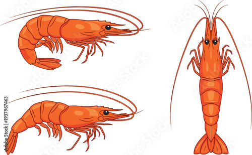 Fresh shrimp seafood illustration set with whole prawns, detailed marine crustacean food ingredient isolated vector design