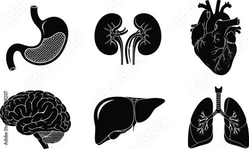 Human Internal Organs Vector Icon Set Featuring Black Silhouettes of Heart Brain Lungs Liver Stomach and Kidneys for Medical Education Healthcare and Anatomy Design