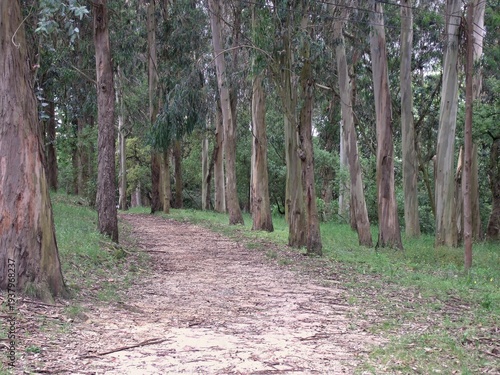 Wallpaper Mural Forest path winding through eucalyptus trees Torontodigital.ca