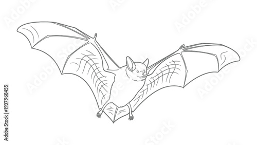 Bat in Flight: An illustration captures the elegant silhouette of a bat in full flight. This detailed artwork focuses on its wings and body.