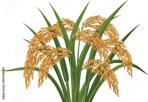 Golden rice plant with ripe paddy grains and green leaves, agricultural cereal crop illustration isolated farming vector