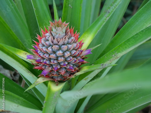Pineapple blossom with green leaves in background, The purple petals of the flower spring on the fruit
