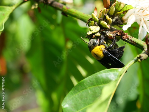 Eastern carpenter Bee fliing to seeking nectar in Robusta coffee flower on tree plant with green leaf, Yellow hair and black stripes on bumblebee