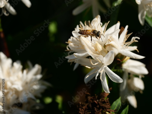 Eastern or Asiatic or Asian honey bee fliing to seeking nectar on Robusta coffee blossom on tree plant with green leaf. Petals and white stamens of blooming flowers