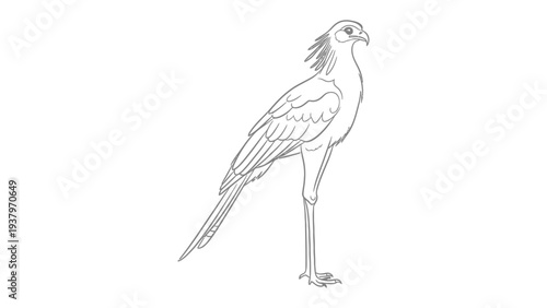 Secretarybird Line Drawing: A striking line drawing of a secretarybird, showcasing its distinctive long legs, crest of feathers, and predatory gaze. This elegant avian subject is rendered with clean.