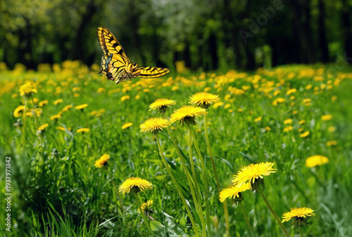 fly butterfly and yellow dandelion flowers close up on meadow. spring summer nature background. Beautiful landscape with blossoming dandelions and Papilio machaon butterfly. relax, harmony atmosphere