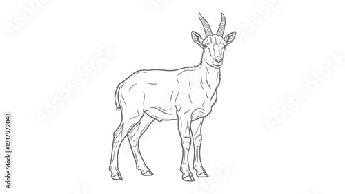 Alpine Ibex Line Drawing: A detailed line drawing of an elegant alpine ibex, showcasing its majestic horns and sturdy build. The artwork captures the ibex's resilience and wild essence.