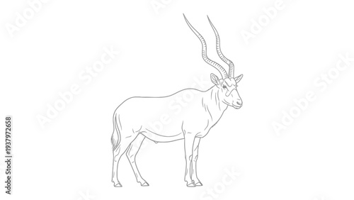 Elegant Addax Antelope: A detailed monochrome line drawing captures the serene elegance of an addax antelope, a critically endangered species.