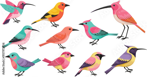 Vibrant Tropical Bird Illustration Set Featuring Hummingbird Songbirds and Long-Beaked Exotic Species