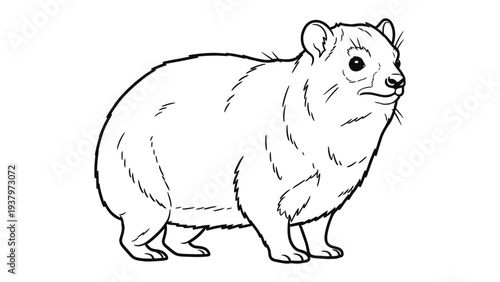 Dassie Outline: A detailed black and white illustration of a dassie, a small, furry mammal with a distinctive rounded body and short legs, offering a clean, minimalistic aesthetic.