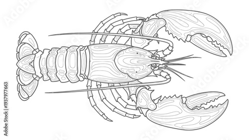 Lobster Line Art: A detailed illustration of a lobster, showcasing its intricate anatomy, from its large claws to its segmented body.