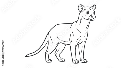 Fossa in Sketch: A detailed, minimalist sketch of a fossa, capturing the unique features of this endemic animal