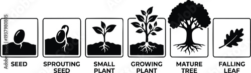 Black silhouette icons showing seed sprouting small plant growing plant mature tree and falling leaf in linear progression for growth stages visual representation