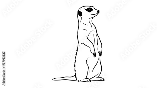 Observant Meerkat: A single meerkat, stands tall, vigilantly surveying its surroundings, alert and ready to react. Capturing a moment of curious.