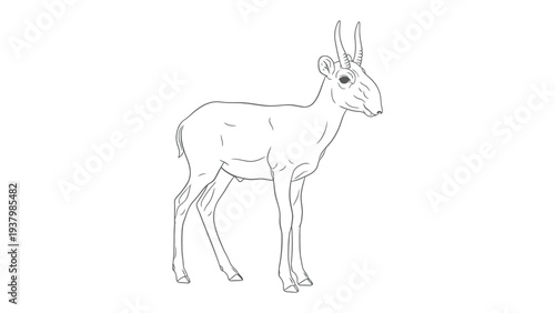 Saiga Antelope Sketch: An elegant line drawing captures the distinctive features of a saiga antelope, showcasing its unique appearance in a clean, artistic style.