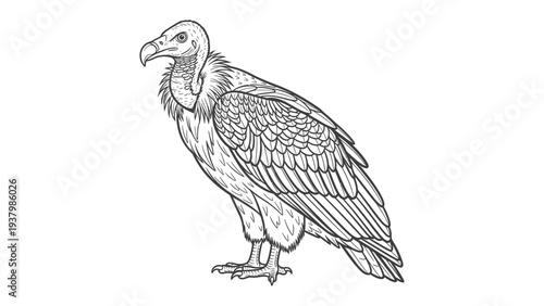 Vulture in Profile: A stark black and white line drawing of a majestic vulture, showcasing its keen gaze and imposing presence, conveying resilience and adaptation.