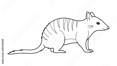 Tasmanian tiger: A detailed monochrome line drawing of a Tasmanian tiger. The drawing emphasizes the animal's striped coat and unique features, offering a striking look at this extinct marsupial.