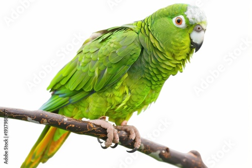 Green Parrot on White Surface