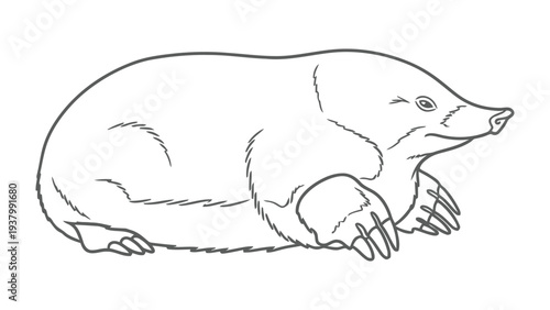 Burrowing Creature: A detailed line drawing showcases the distinctive features of a mole, an adept burrower.
