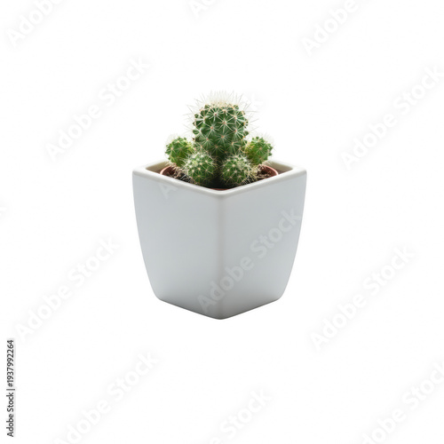 A small cactus in a white square pot isolated on transparent background