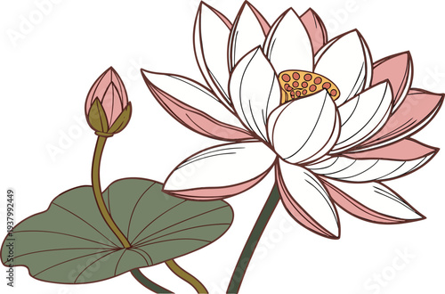 Water Lily Flower Floating On Pond. Water Lily Blossom In Pond. Lotus Style Water Lily Flower. Water Lily Flower With Leaf. Pond Water Lily Floral Element. Blooming Water Lily In Water. Aquatic Water