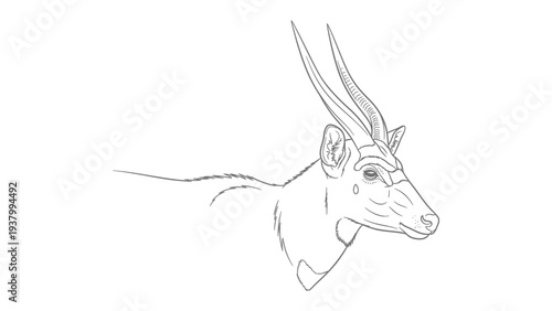 Elegant Antelope Sketch: A detailed line drawing of an antelope. The artwork captures the grace of the antelope, ideal for nature-inspired design or animal study.