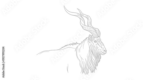 Majestic Markhor sketch: A striking sketch captures the grace and grandeur of a markhor, showcasing its impressive spiraling horns and a proud profile. 