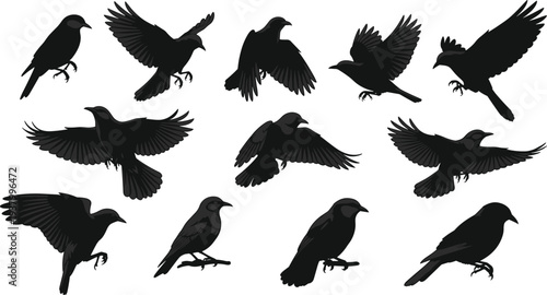 Vector bird silhouettes set, flying and perched crows and ravens collection, wild animal shapes isolated on white background for design