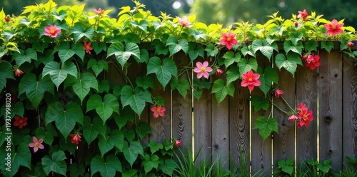 Luscious green vines overflowing with vibrant summer blooms, climbing a rustic wooden fence in bright sunlight Perfect for summer, nature, growth, and garden themes , sunlight, healthy, sunshine