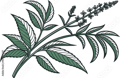 Water Spinach Fresh Leaf Vegetable. Morning Glory Green Leaf Vegetable. Kalmi Shak Fresh Aquatic Vegetable. Water Spinach Bunch With Leaves. Morning Glory Leafy Vegetable Concept. Kalmi Shak Organic