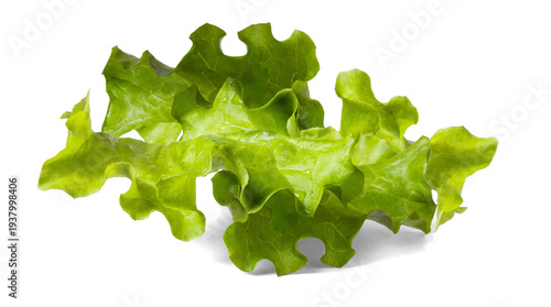 фотографія vibrant green oak leaf lettuce salad leaf, fresh and dewy, isolated on a clean transparent background, perfect for food imagery