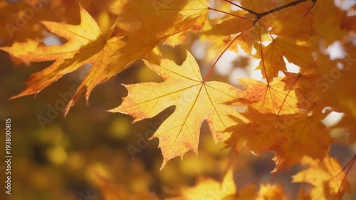 Golden Maple Leaves in Autumn Sunlight.