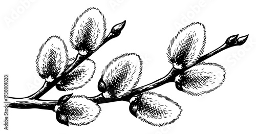 Detailed botanical sketch of pussy willow branch with soft catkins in vintage hand drawn engraving style