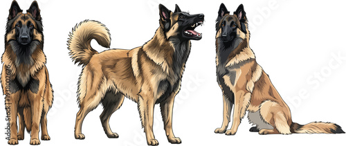 Belgian Tervuren dog barking sitting standing pose set illustration