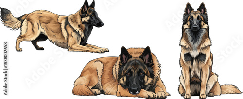 Belgian Tervuren dog lying down herding stance sitting pose set