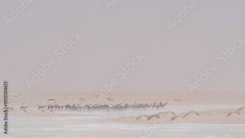 Bild auf Leinwand Harmattan wind blowing fiercely across Saharan desert partly obscuring salt cara