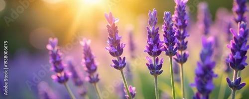 Close-up of fragrant lavender flowers, bathed in soft sunlight, exuding a calming, mellow aroma Perfect for aromatherapy, relaxation, and spa themes , flowers, mellow, organic