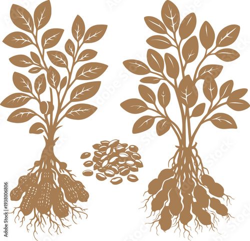 Peanut Plant Botanical Illustration with Roots, Leaves and Nuts, Vintage Agricultural Line Art.
