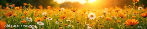Golden hour sunlight bathes a sprawling summer field of wildflowers, swaying gently in a warm breeze Perfect for idyllic, peaceful, nature themes , nature, calm, wild