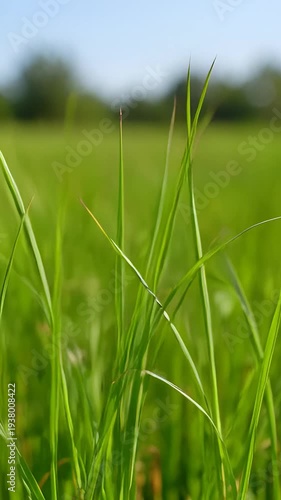 green wheat field