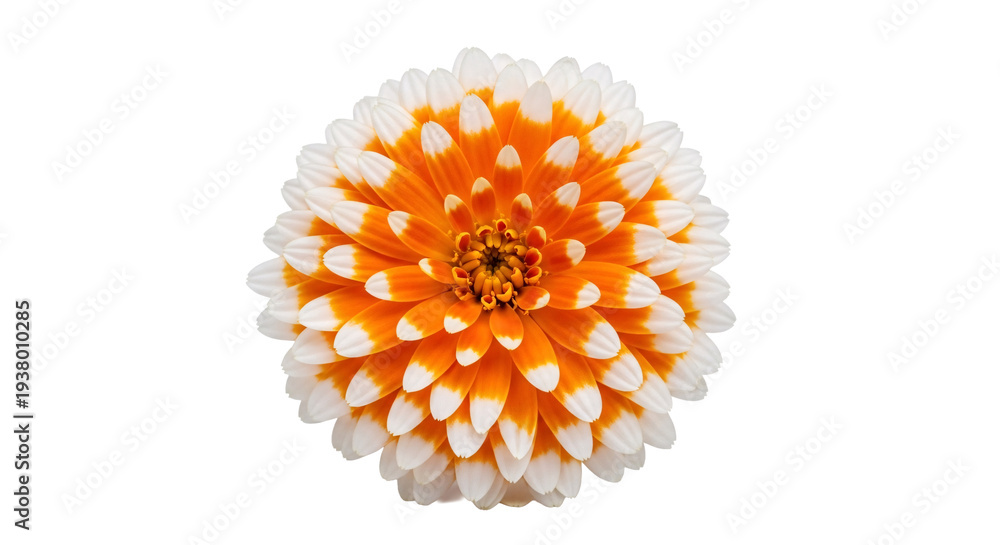 Naklejka premium Orange and white dahlia flower vibrant symmetrical petals