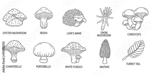 Black and white mushroom illustration, educational fungi chart, edible and medicinal mushrooms drawing, botanical sketch collection, flat vector illustration