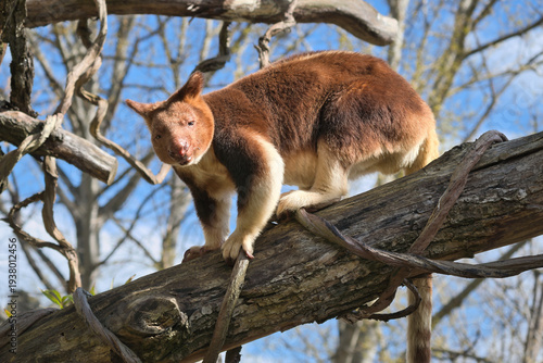 A rare tree kangaroo skillfully climbs a thick branch. The photo shows its reddish-brown fur and powerful claws against a blue spring sky.