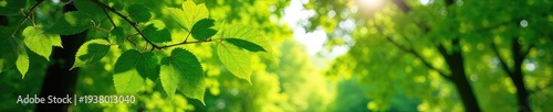 Vibrant green leaves bursting forth in a lush city park, sunlight dappling through the canopy Perfect for nature, spring, and environmental themes , ecosystem, nature, branches