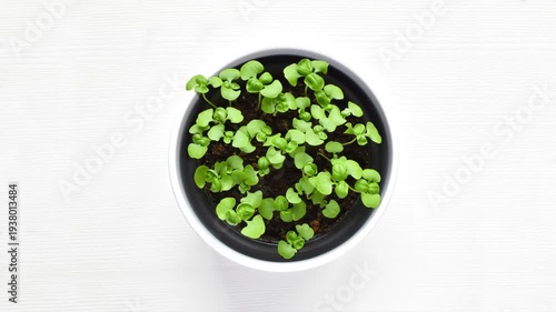 Basil seed gradually grows into a young plant, spring time, fresh green leaves of the herb, white wooden background, horizontal video