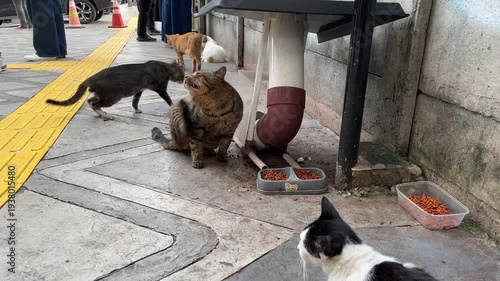 Stray cats gather in an urban outdoor stray cat feeding station, on city pedestrian sidewalk