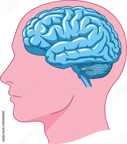 Human Brain Anatomy Inside Head Profile Medical Neuroscience Vector Illustration Concept for Psychology, Healthcare, Education, Intelligence, and Cognitive Science Design